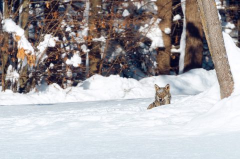 Giovane lupo appenninico nella neve.