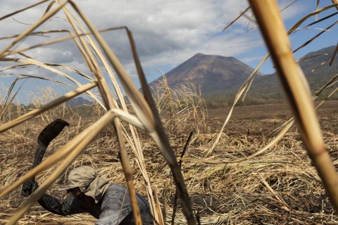 Sugar cane workers cutting in burned fields, with dust monitors on their chests, as part of the Adelante Initiative, at the Ingenio San Antonio, or San Antonio Sugar Mill, in Chichigalpa, Nicaragua on Feb. 24, 2020.  The Adelante Initiative is working towards solutions to CKDnt (chronic kidney disease of nontraditional causes) to ensure safe and just working conditions.