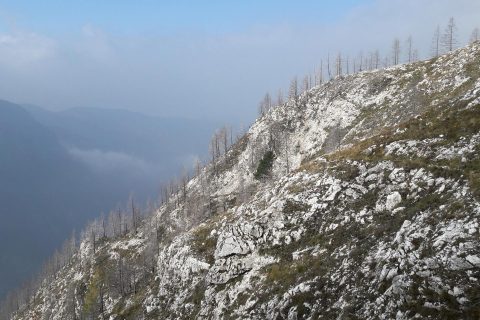 incendi boschivi