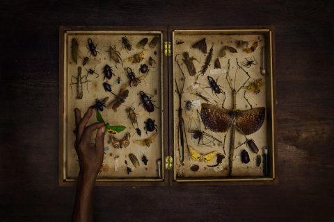 biodiversità