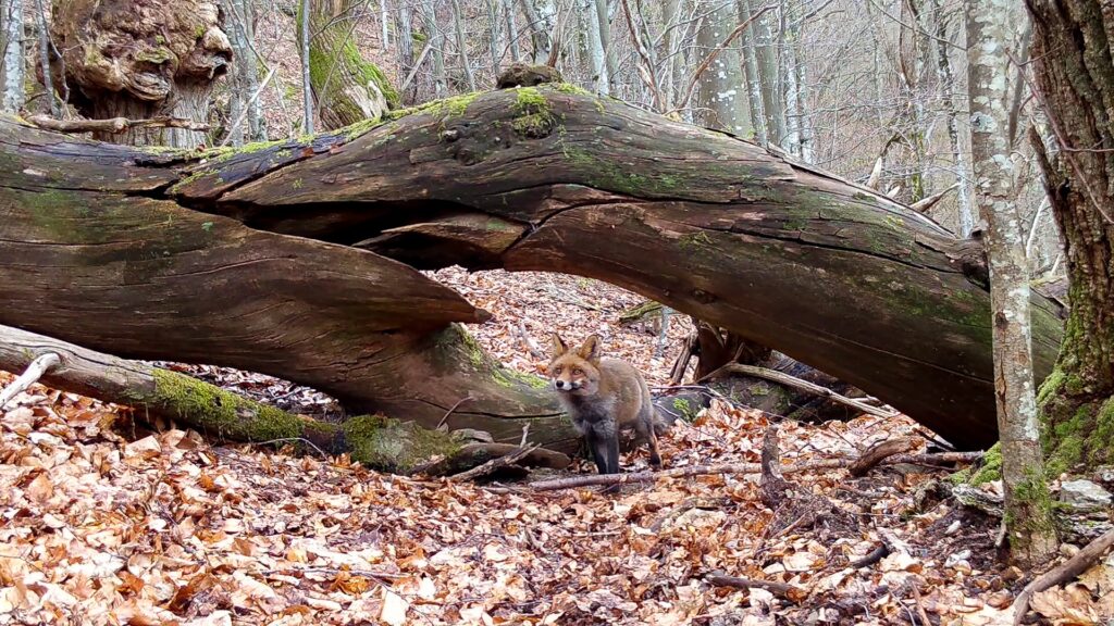 Volpe in un bosco dell'appennino ligure