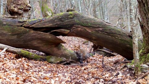 Volpe in un bosco dell'appennino ligure
