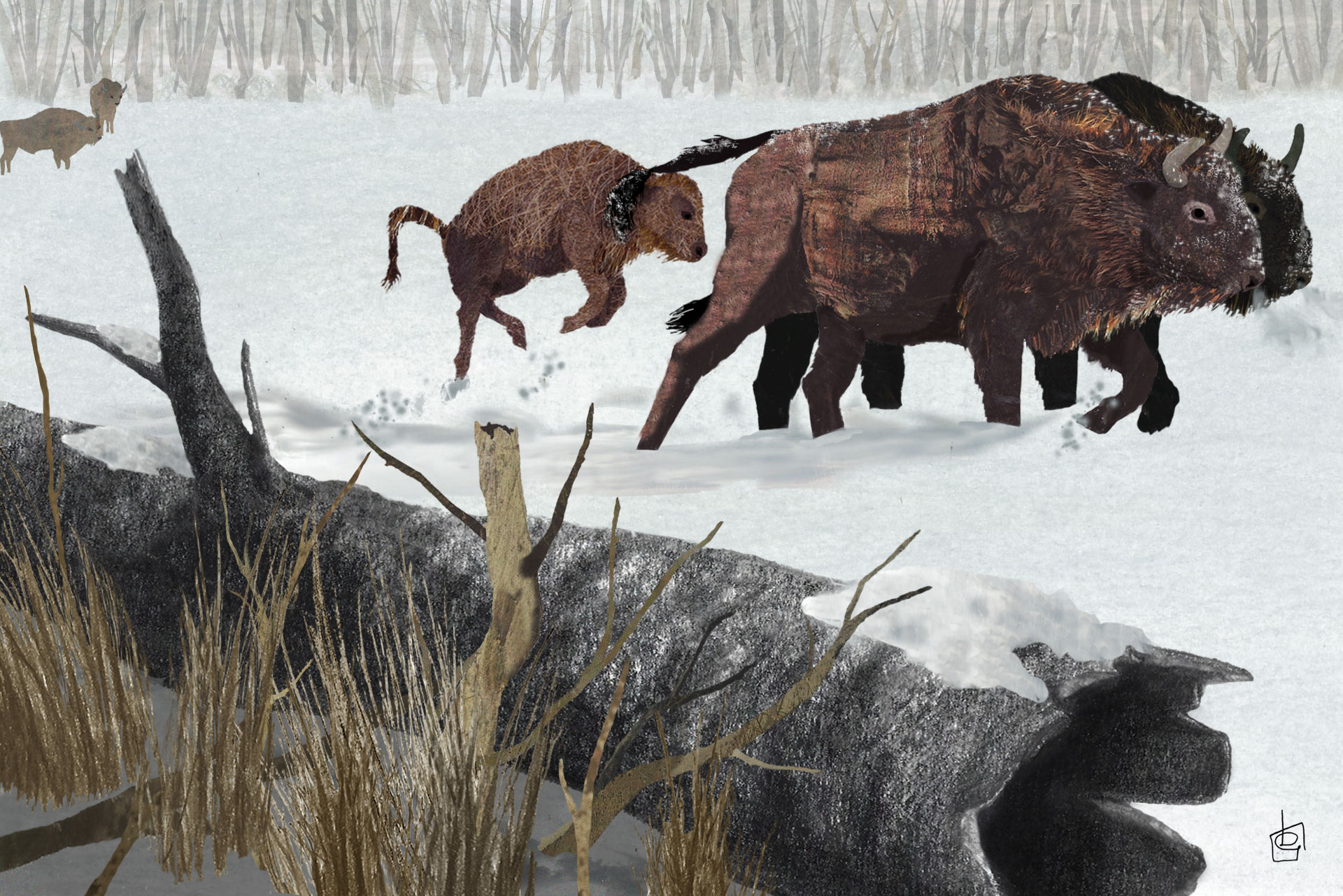 Il bisonte europeo, l’ultimo gigante