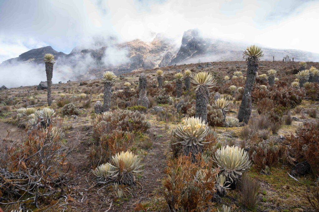 paramo andino