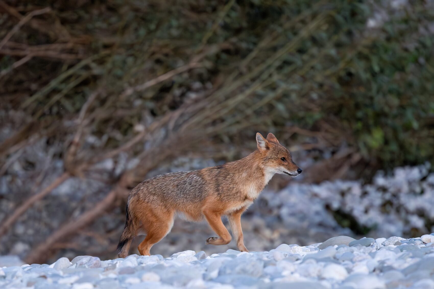 sciacallo dorato